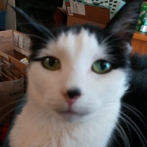 Meet your Posher, Maya